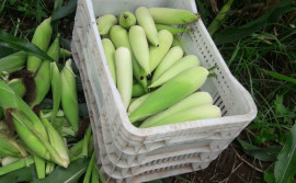 Adolescentes do Case participam da primeira colheita de milho cultivado na horta do Centro de Atendimento Socioeducativo de Palmas