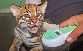 Filhotes de jaguatirica recebem microchips e são destinados a criadouros