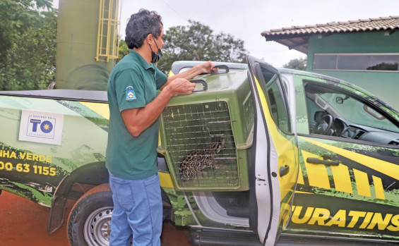 Filhotes de jaguatirica recebem microchips e são destinados a criadouros