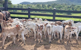 Tocantins vacinou mais de 376 mil bezerras contra brucelose no segundo semestre de 2021