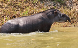 Naturatins divulga campanha sobre os animais do Cerrado em risco de extinção