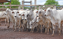 No Tocantins, vacinação contra raiva dos herbívoros imunizou mais de 1,6 milhão de animais em 2021