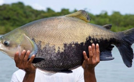 Adapec inicia cadastro de piscicultura nesta segunda-feira, 7 