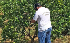 Ministério da Agricultura comunica oficialmente o Tocantins sobre abertura do mercado chileno para compra do limão tahiti