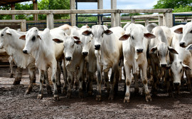 Produtores rurais inadimplentes com cadastros de propriedades e de exploração agropecuária têm 60 dias para se regularizarem na Adapec