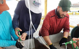 Governo do Tocantins acompanha vacinação de prevenção à bactéria em tilápias no Parque Aquícola de Palmas