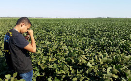Janela de plantio da soja sequeiro encerra dia 18 de fevereiro