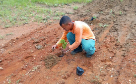 Praia do Segredo recebe plantio de 200 mudas de árvores e exemplares para adoção