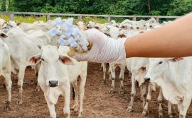 Governo do Tocantins leva ações do Mais Genética para melhorar a qualidade do rebanho nas propriedades rurais do Estado