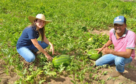 Com assistência técnica, Governo do Tocantins promove aumento da renda de agricultor familiar em 70% no município de Filadélfia