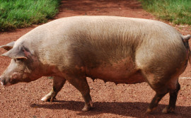 Adapec alinha ações de vigilâncias em criatórios e granjas de suínos no Tocantins