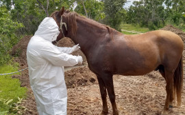 Adapec suspende eventos e aglomerações de equídeos em Augustinópolis após caso de mormo