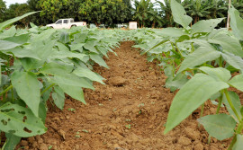 Tocantins tem estimativa de aumento de 456% na produção de feijão-caupi na safra 2021/2022