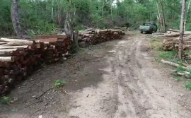 Policiais militares do Batalhão Ambiental realizam uma das maiores apreensões de produto florestal do Tocantins