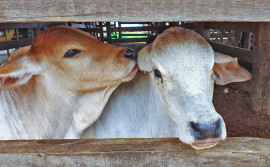 Etapas da campanha de vacinação contra a aftosa terão estratégias invertidas no Tocantins