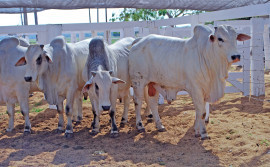 Adapec realiza curso para capacitar responsáveis técnicos de eventos pecuários