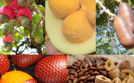 Governo do Tocantins apoia exposição e comercialização de produtos agroextrativistas