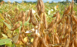 Após solicitação do Governo do Tocantins, Estado é autorizado pelo Ministério da Agricultura a cultivar soja para fins de pesquisa e ensino