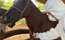 Adapec reforça medidas sanitárias em Araguaína após registro de caso de mormo