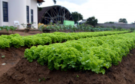 Projeto Horta Renascer gera frutos positivos e esperança na vida de adolescentes do Case de Palmas