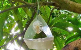 Ação da Adapec fortalece prevenção de praga da mosca da carambola