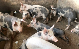 Adapec realiza vigilância sorológica em granjas de suínos no Tocantins