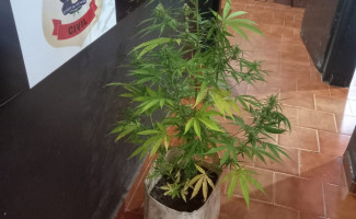  Homem é preso pela Polícia Civil por cultivar pé de maconha na própria casa em Formoso do Araguaia