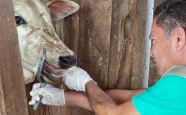 Adapec reforça a importância da vigilância ativa contra febre aftosa em propriedades rurais