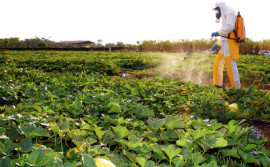 Adapec regulamenta armazenamento de embalagens de agrotóxicos nas propriedades rurais