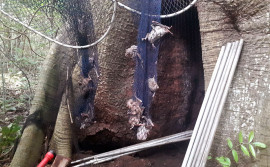 Adapec realiza monitoramento de abrigos e captura de morcegos hematófagos em cinco municípios tocantinenses