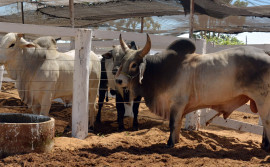 Adapec estabelece normas para saída de animais em eventos agropecuários