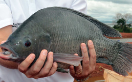 Governo do Tocantins altera regras para transporte de pescado e estabelece novos limites de tamanho para captura