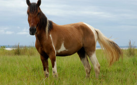 Adapec adota novos procedimentos para prevenção e controle de mormo