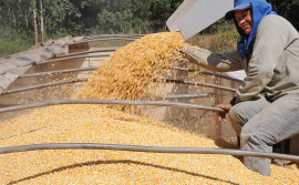 Tocantins amplia produção de milho e bate recorde na safra 2021/2022