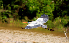 Tocantins é um dos locais preferidos para os observadores de aves