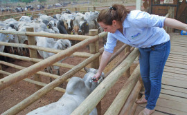 Adapec antecipa vacinação contra aftosa para bovídeos que participarão de eventos pecuários