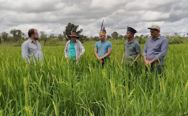 Governo do Tocantins em Parceria com o município de Tocantínia  implanta Roça Comunitária para atender famílias indígenas Xerente