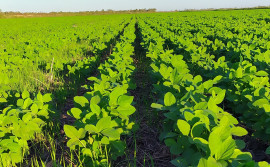 Tocantins abre janela de plantio de soja semente nas Planícies Tropicais no dia 20 de abril