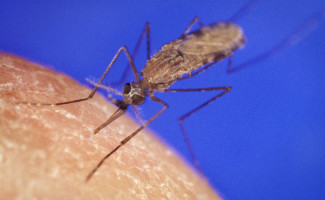 No Dia Mundial da Luta Contra a Malária, Saúde alerta para prevenção à doença