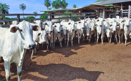 Tocantins inicia campanha de vacinação contra febre aftosa no dia 1° de maio com novas estratégias