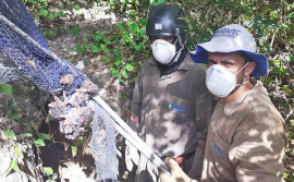 Municípios do sul do Tocantins recebem ações de controle da raiva dos herbívoros