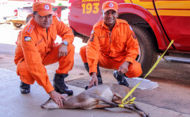 Bombeiros militares capturam cervo em quadra no Centro de Palmas