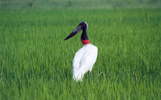 Governo do Tocantins apresenta potencial do Estado para o turismo de observação de aves