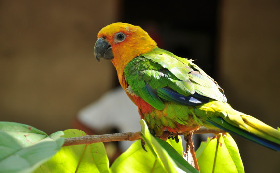 Governo do Tocantins apresenta potencial do Estado para o turismo de observação de aves