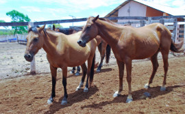 Adapec reforça a importância dos cuidados para evitar anemia infecciosa equina