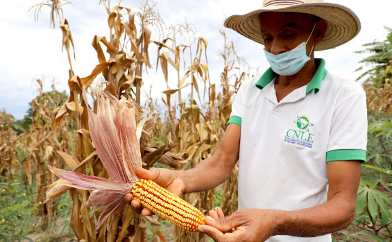 Fatores climáticos e localização geográfica fazem do Tocantins uma das últimas fronteiras agrícolas do mundo