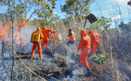 Governo do Tocantins contrata 80 brigadistas florestais temporários  