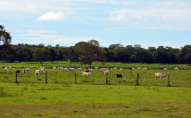 Ruraltins e ABCZ realizam Dia de Campo para fortalecimento da pecuária nas regiões sul e extremo norte do Tocantins