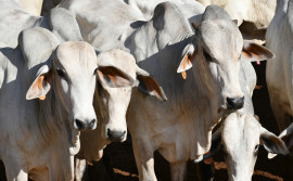 Adapec orienta pecuaristas a vacinarem bovídeas contra a brucelose