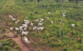 Com assistência técnica do Ruraltins, produtor recupera pastagem e se torna referência na pecuária de corte para a agricultura familiar